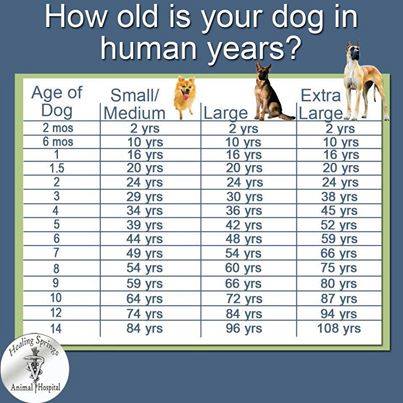 doggie Age