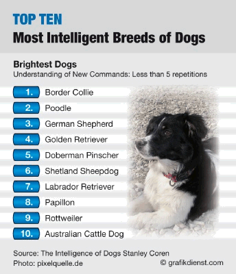 which are the most intelligent dogs