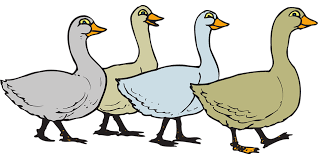 gaggle of geese