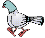 more pigeons