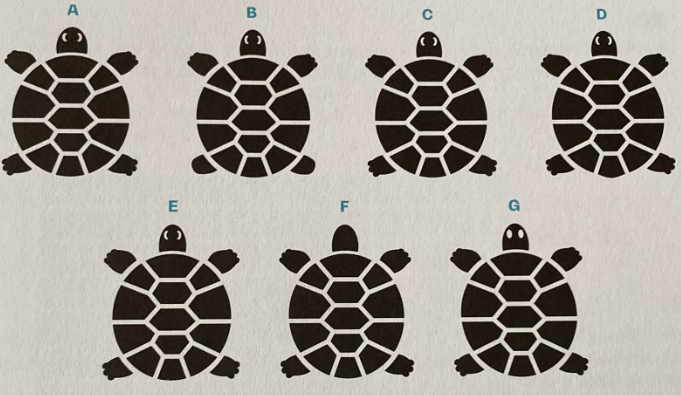 Deux tortues identiques