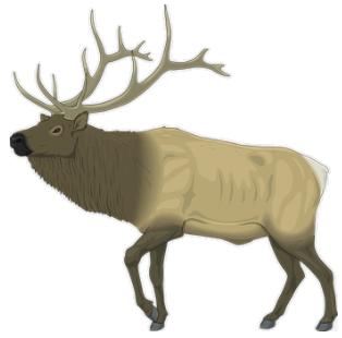wapiti