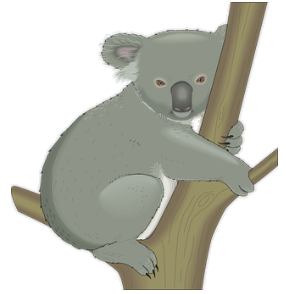 koala