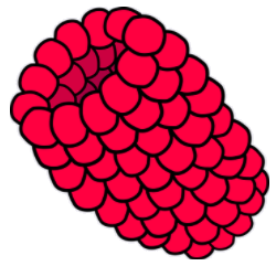 raspberry