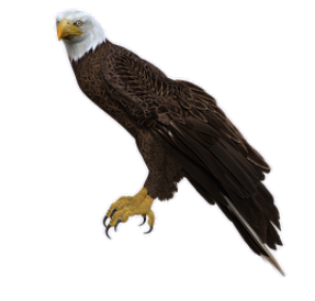 bald eagle