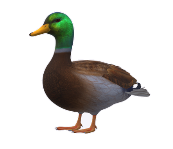 mallard duck