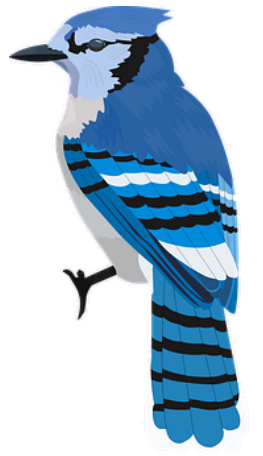 blue jay