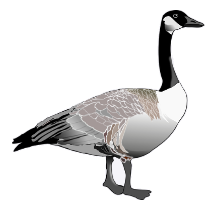 Canada goose