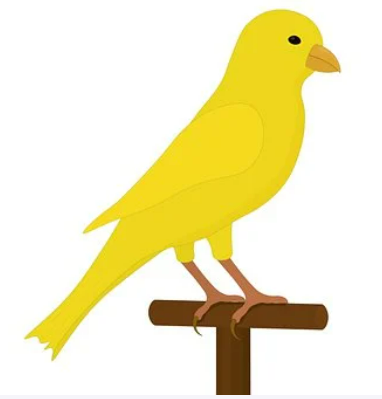 canary