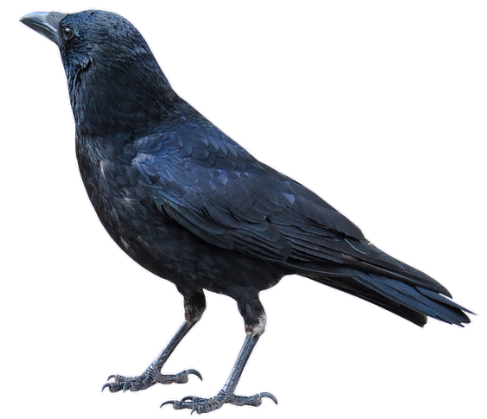 crow