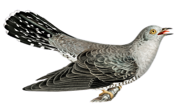 cuckoo