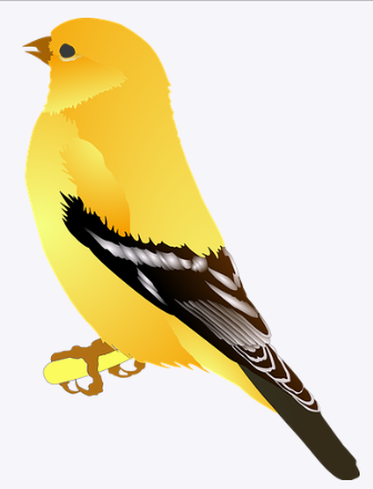 gold finch