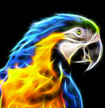 macaw