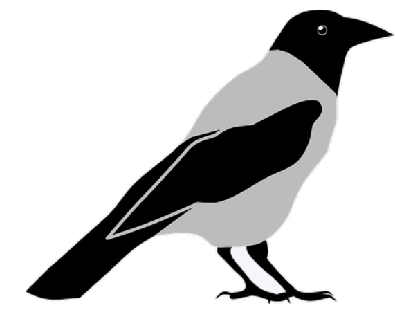 magpie