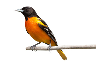 oriole