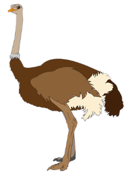 ostrich