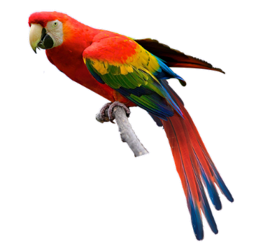 parrot