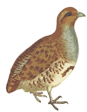 partridge