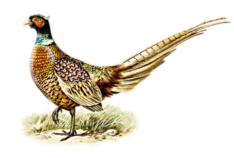 pheasant