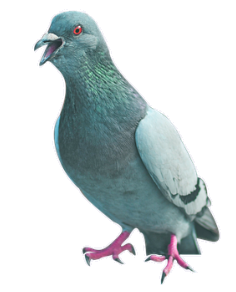pigeon