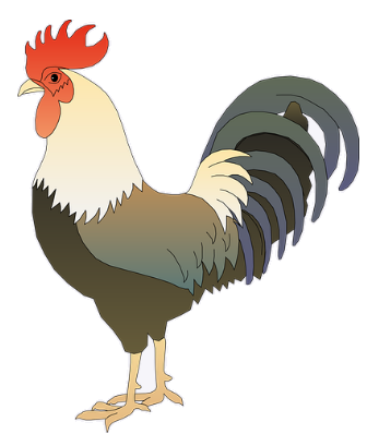rooster