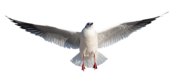 seagull