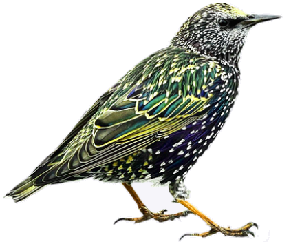starling
