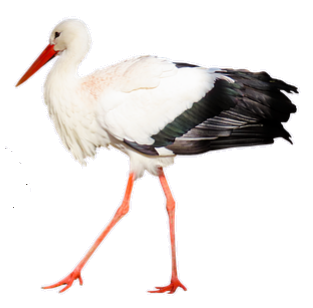 stork