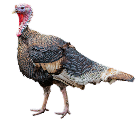 turkey