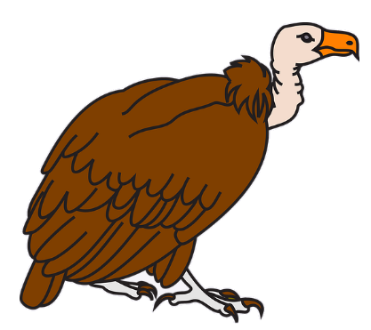 vulture