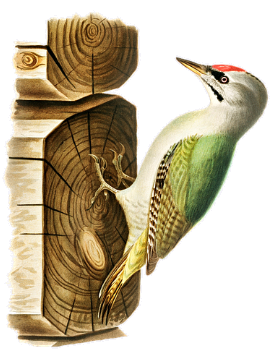woodpecker