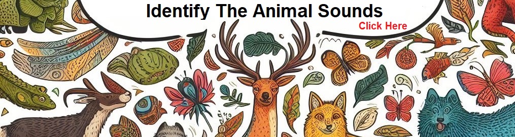 Identify Animal Sounds