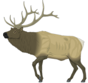 elk