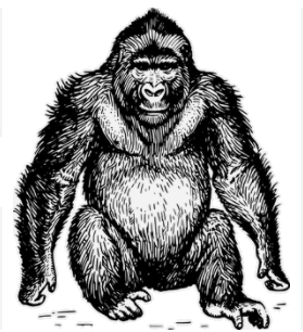 gorilla