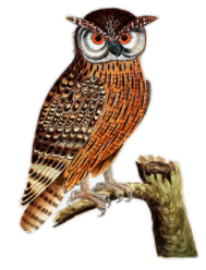 owl