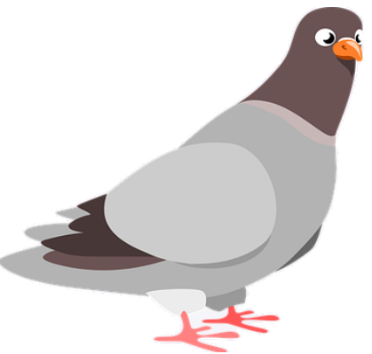 pigeon