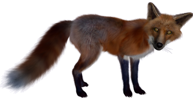 renard