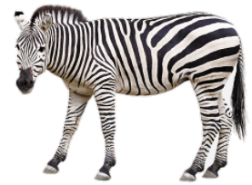 zebra