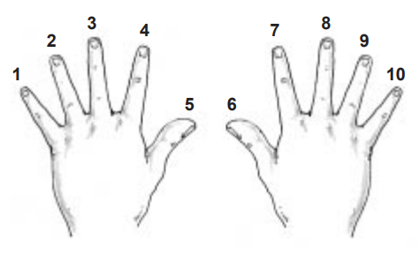 Each numbered digit on hands