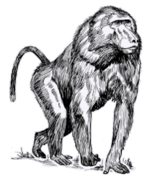 baboon