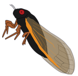 cicada