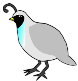 quail