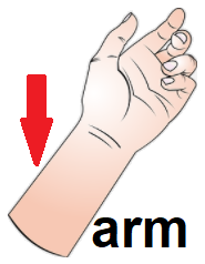 arm
