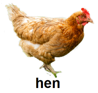 hen