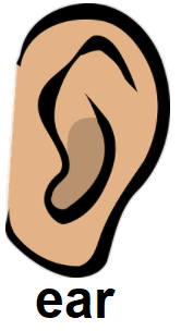 ear