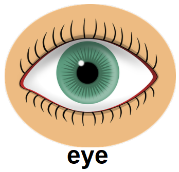 eye