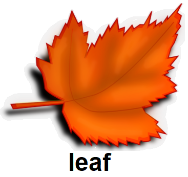 leaf