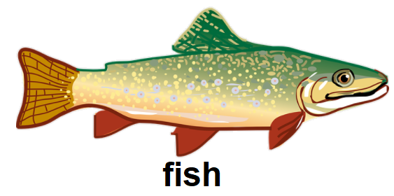 fish