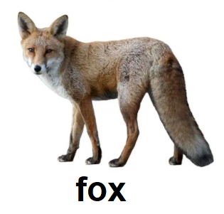 fox