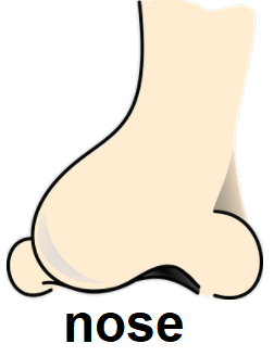 nose